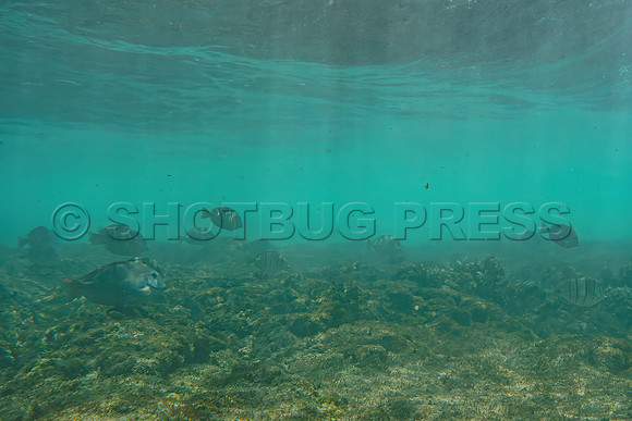@hawaiisurfimages-1Wes Shaw Surf shots  20240616 -164101-Focus