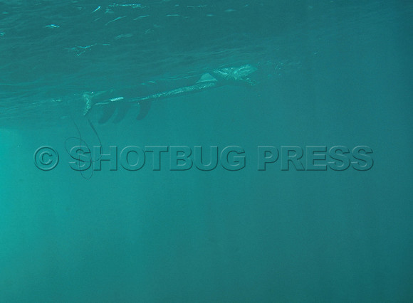 @hawaiisurfimages-1Wes Shaw Surf shots  20240616 -162541-Focus