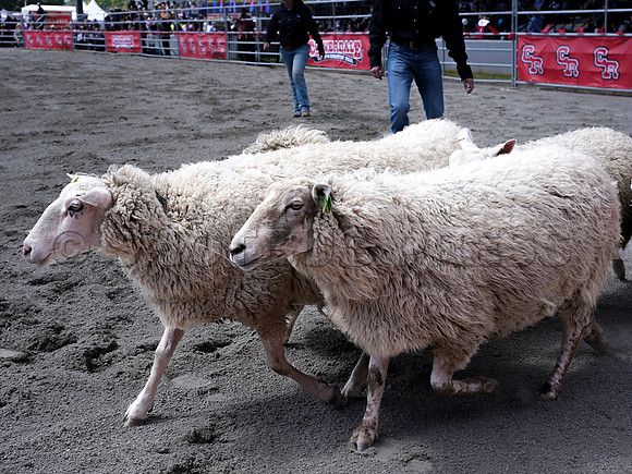Wes Shaw Shotbug Press-Cloverdale Rodeo 2026 Day 2-20260516-81642