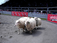 Wes Shaw Shotbug Press-Cloverdale Rodeo 2026 Day 2-20260516-81641