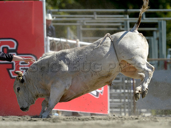 Wes Shaw Shotbug Press-Cloverdale Rodeo 2026 Day 2-20260516-81360