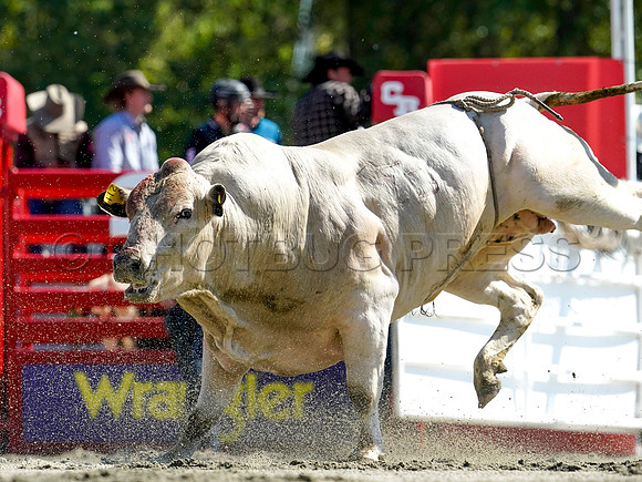 Wes Shaw Shotbug Press-Cloverdale Rodeo 2026 Day 2-20260516-81378