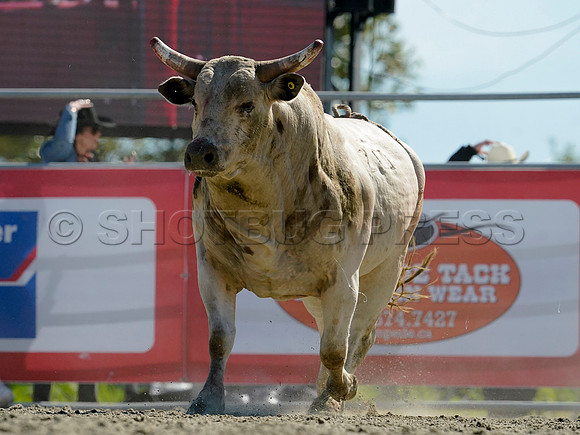 Wes Shaw Shotbug Press-Cloverdale Rodeo 2026 Day 2-20260516-81386