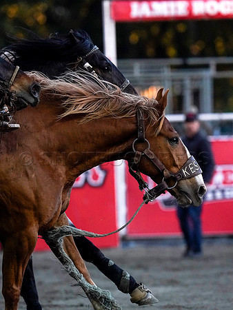 Wes Shaw Shotbug Press-Cloverdale Rodeo 2026 Day 2-20260516-80900
