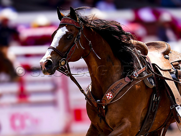 Wes Shaw Shotbug Press-Calgary Stampede 2026 Finals-20260712-150540