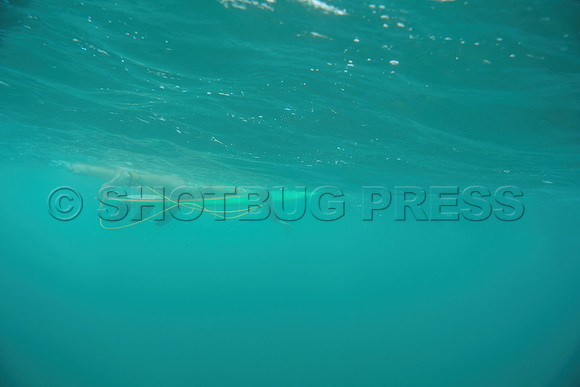 @hawaiisurfimages-1Wes Shaw Surf shots  20240616 -161521-Motion