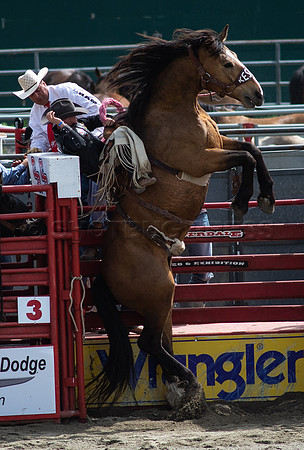 Cloverdale Rodeo-9359