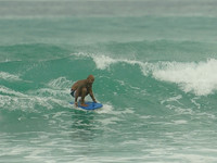 May 19, 2024 Waikiki, Oahu, Hawaii
