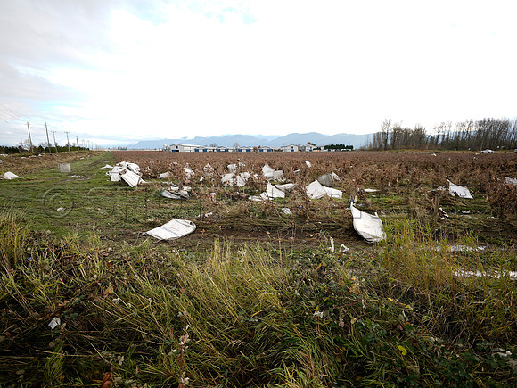 Sumas Prairie, Abbotsford largely under water Saturday Nov 20, 2021 due to flooding from an Atmospheric River system.