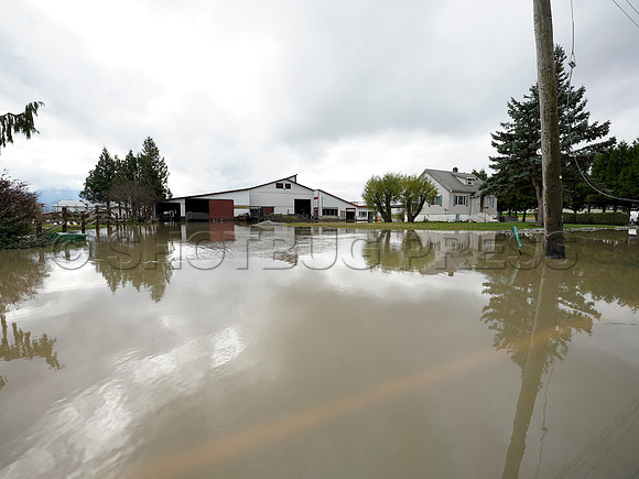 Sumas Prairie, Abbotsford largely under water Saturday Nov 20, 2021 due to flooding from an Atmospheric River system.