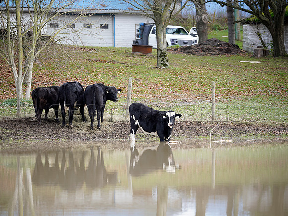 Sumas Prairie, Abbotsford largely under water Saturday Nov 20, 2021 due to flooding from an Atmospheric River system.