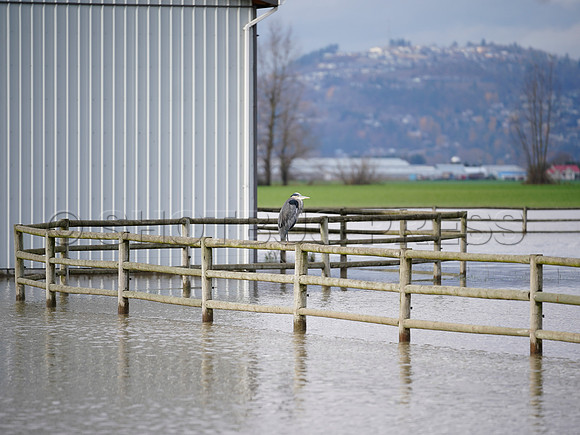 Sumas Prairie, Abbotsford largely under water Saturday Nov 20, 2021 due to flooding from an Atmospheric River system.