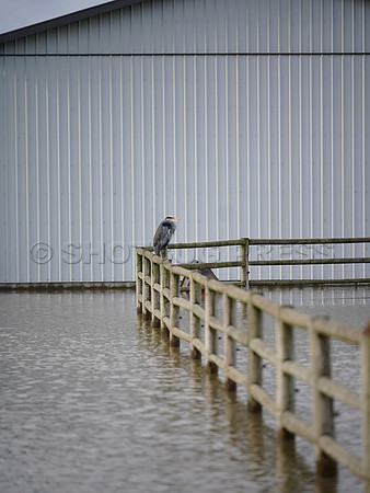Sumas Prairie, Abbotsford largely under water Saturday Nov 20, 2021 due to flooding from an Atmospheric River system.