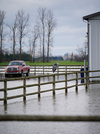 Sumas Prairie, Abbotsford largely under water Saturday Nov 20, 2021 due to flooding from an Atmospheric River system.