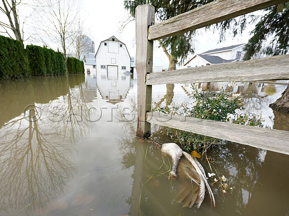 Sumas Prairie, Abbotsford largely under water Saturday Nov 20, 2021 due to flooding from an Atmospheric River system.