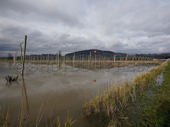 Sumas Prairie, Abbotsford largely under water Saturday Nov 20, 2021 due to flooding from an Atmospheric River system.