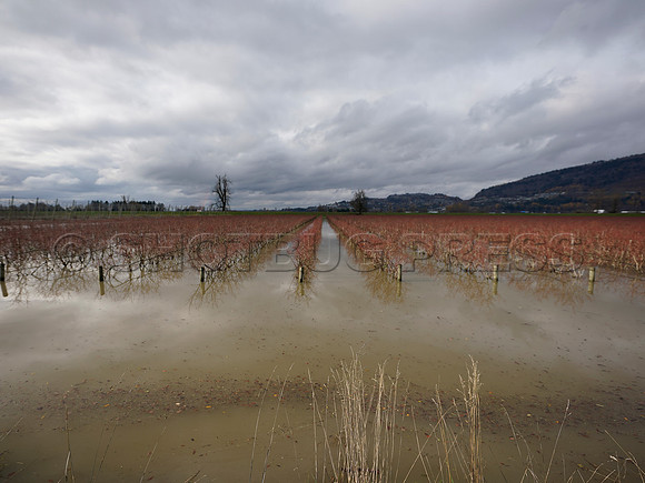 Sumas Prairie, Abbotsford largely under water Saturday Nov 20, 2021 due to flooding from an Atmospheric River system.