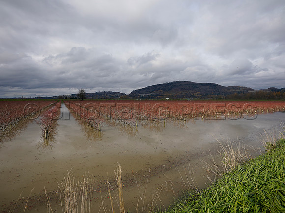 Sumas Prairie, Abbotsford largely under water Saturday Nov 20, 2021 due to flooding from an Atmospheric River system.