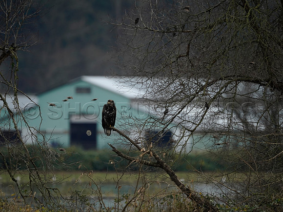 Sumas Prairie, Abbotsford largely under water Saturday Nov 20, 2021 due to flooding from an Atmospheric River system.
