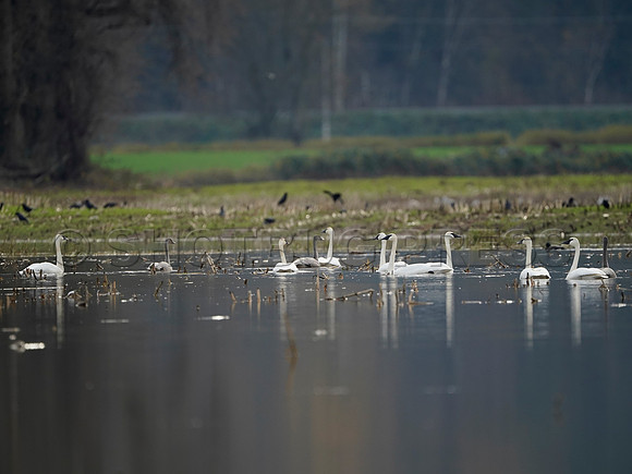 Sumas Prairie, Abbotsford largely under water Saturday Nov 20, 2021 due to flooding from an Atmospheric River system.