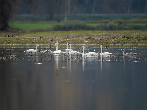 Sumas Prairie, Abbotsford largely under water Saturday Nov 20, 2021 due to flooding from an Atmospheric River system.