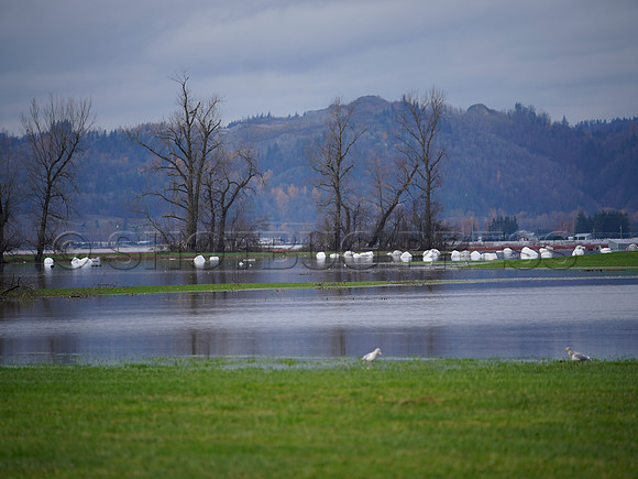 Sumas Prairie, Abbotsford largely under water Saturday Nov 20, 2021 due to flooding from an Atmospheric River system.