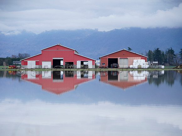Sumas Prairie, Abbotsford largely under water Saturday Nov 20, 2021 due to flooding from an Atmospheric River system.