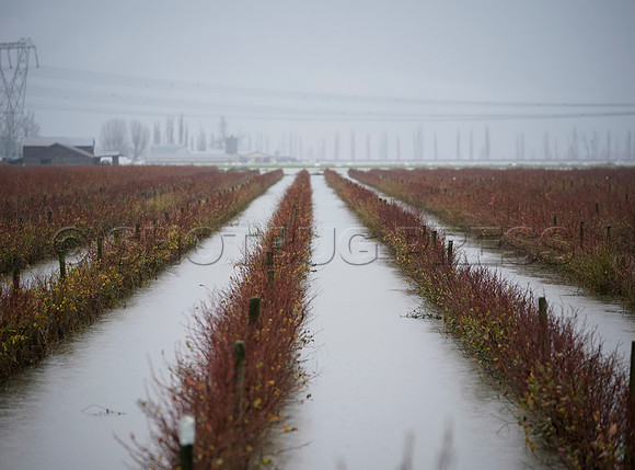 Sumas Prairie, Abbotsford still largely under water Thursday Nov 25, 2021