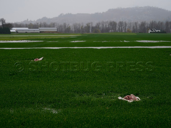 2021 Huntington Area Flooding, Abbotsford. Swans dyeing in fields throughout the area.