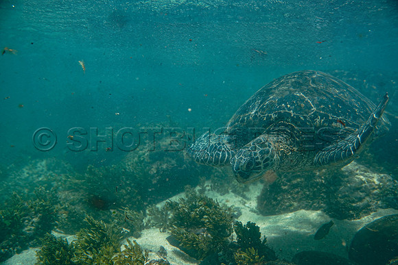 @hawaiisurfimages-1Wes Shaw Surf shots  20240616 -164240-Motion