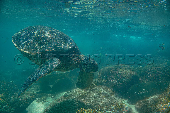 @hawaiisurfimages-1Wes Shaw Surf shots  20240616 -164329-Standard