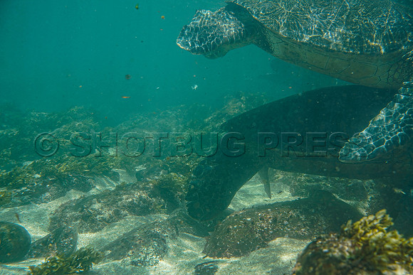 @hawaiisurfimages-1Wes Shaw Surf shots  20240616 -164144-Motion