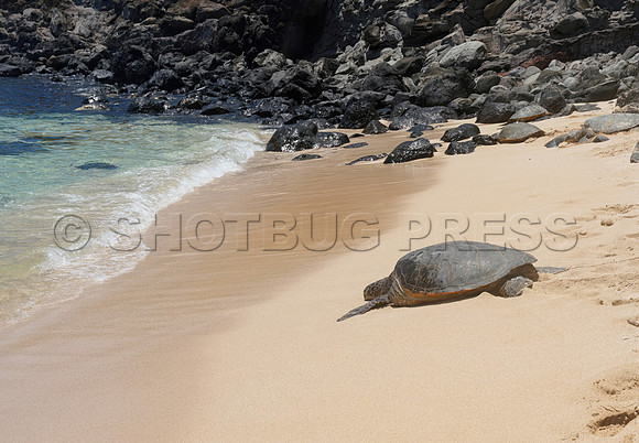 @hawaiisurfimages-1Wes Shaw Surf shots  20240616 -164104-Motion