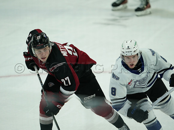 Wes Shaw Victoria Royals at Vancouver Giants  20250215 -282319