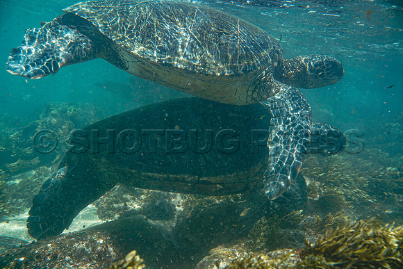 @hawaiisurfimages-1Wes Shaw Surf shots  20240616 -164148-Motion